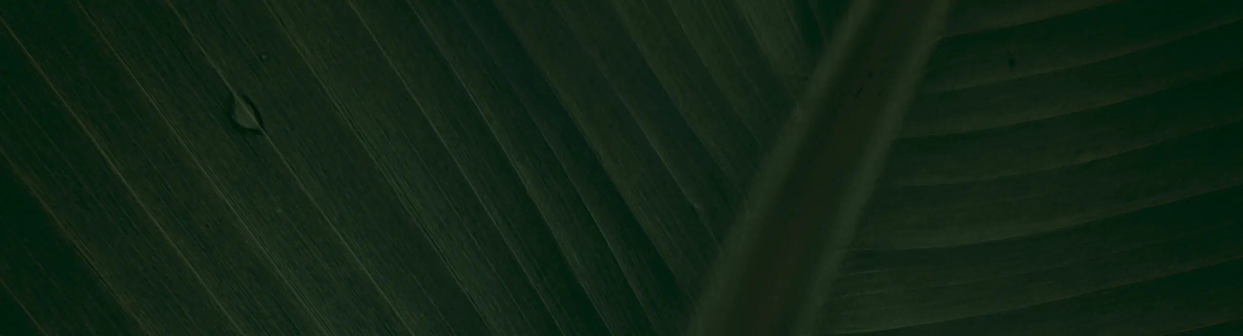 Ancient jadibutti Shampoo